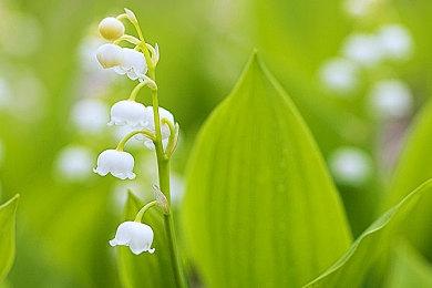 10周年纪念作品《智龙迷城Nintendo Switch Editio》 2月20日登陆Switch